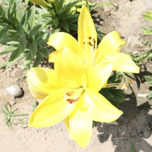 百合花海